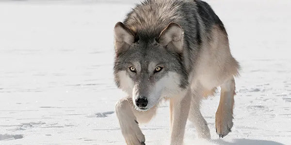 OnlyFans account  obsidianwolf header 2