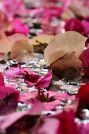 OnlyFans cuenta bloomboi header 2