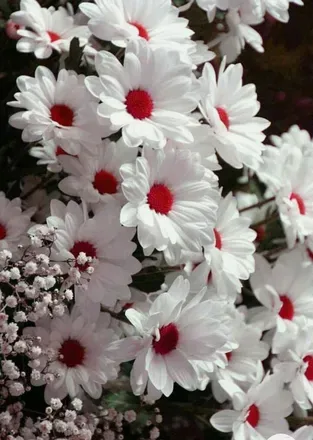 OnlyFans cuenta vernik.ry header 2