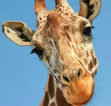 OnlyFans cuenta hunglikegiraffe avatar 1