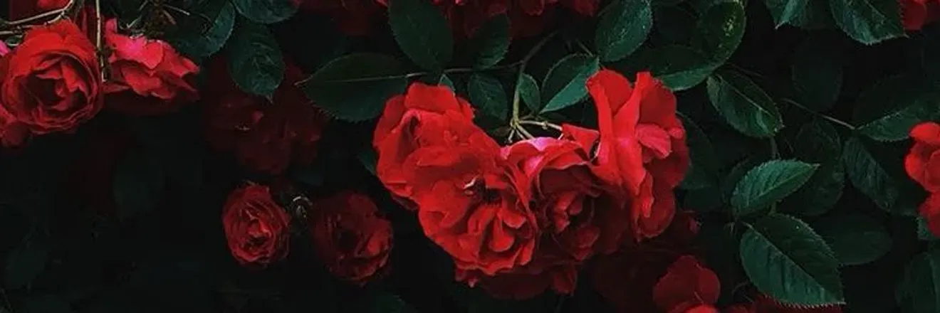 OnlyFans account  redominicandoll header 2