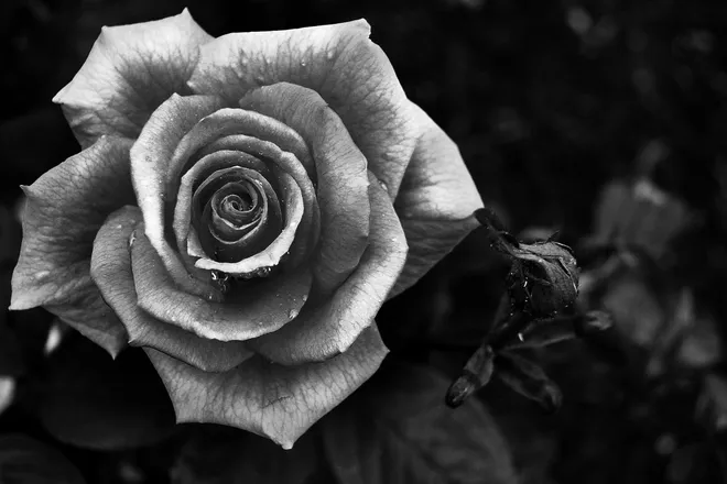 OnlyFans cuenta delilah.moon header 2