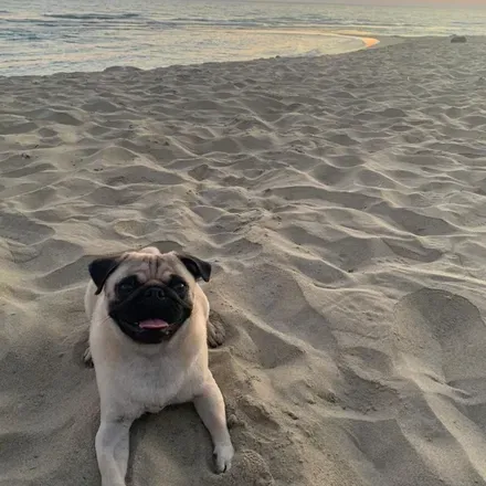 OnlyFans cuenta riothepug header 2