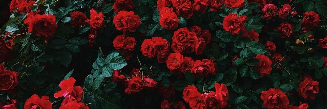 OnlyFans cuenta msnastynicolee header 2