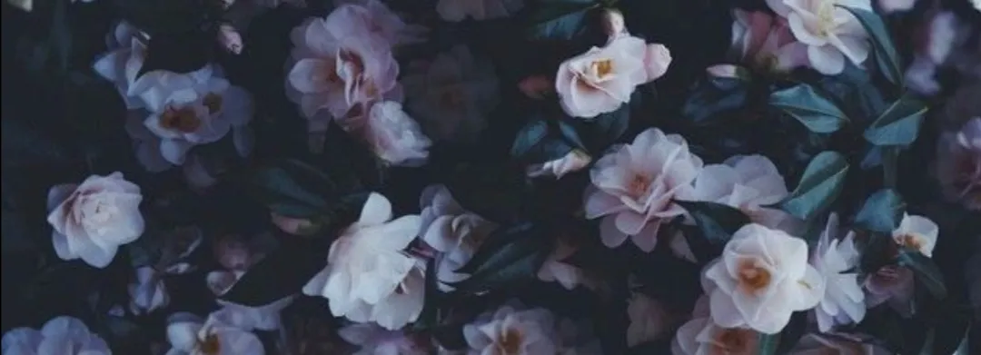 OnlyFans cuenta bumpkinboo header 2