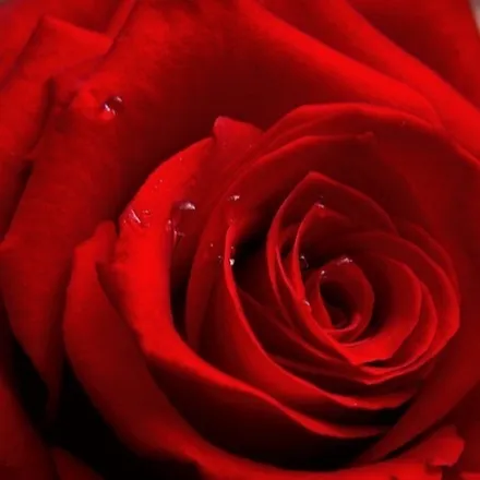 OnlyFans cuenta redheadedrose907 header 2