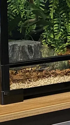 OnlyFans cuenta milathesnake header 2