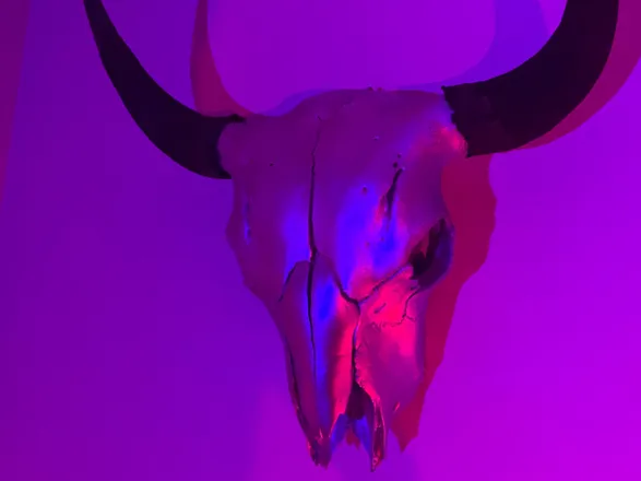 OnlyFans cuenta wytransgal header 2