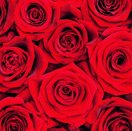 OnlyFans cuenta empressrose3 header 2