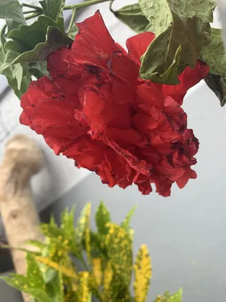 OnlyFans cuenta thesarcasticromantic header 2