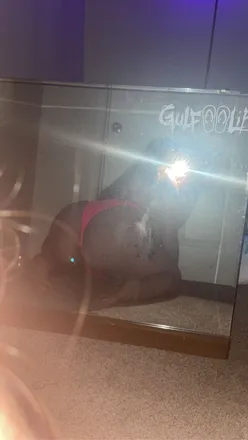OnlyFans cuenta tattedbaddie0421 header 2