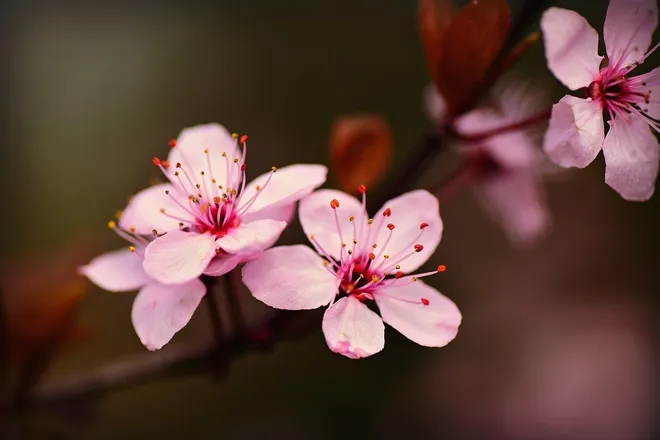 OnlyFans cuenta blossombraces header 2