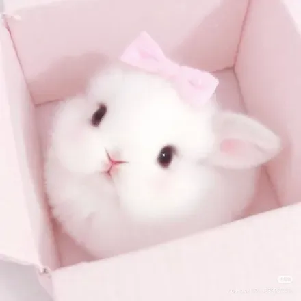 OnlyFans of dcvilsbunni