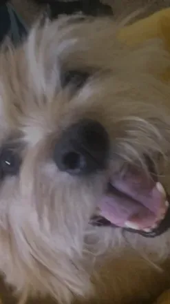 OnlyFans cuenta puppiesandbunnies header 2