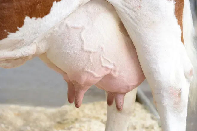 OnlyFans cuenta meuhmilking avatar 1