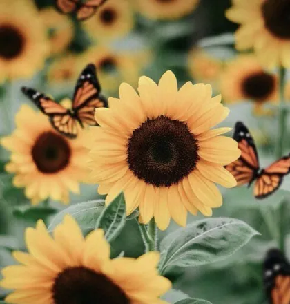 OnlyFans cuenta wildflower1001 header 2