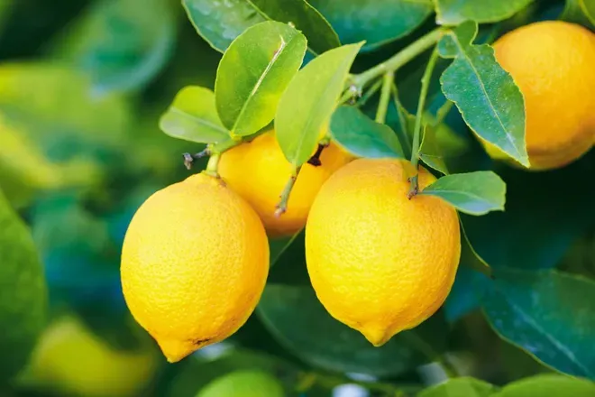 OnlyFans account  lemonseashell header 2