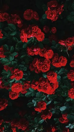 OnlyFans cuenta hey_flowerpower header 2