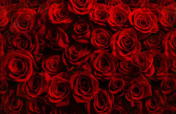 OnlyFans cuenta lillyrose31 header 2
