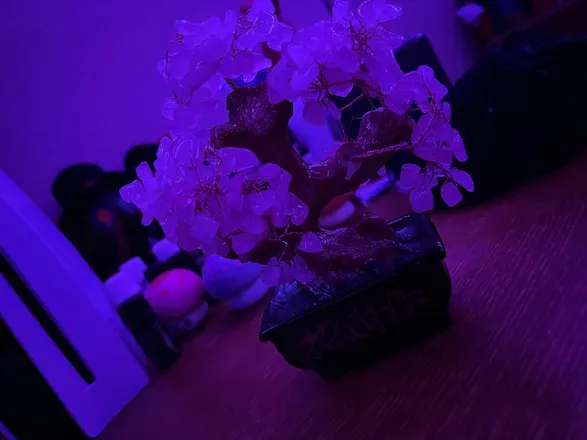 OnlyFans cuenta dev_the_femboi header 2