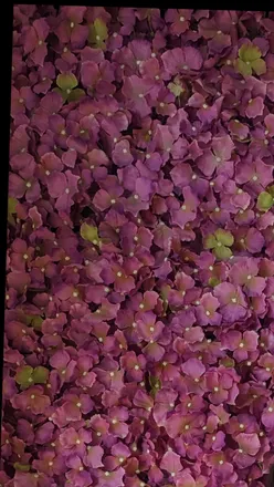 OnlyFans cuenta itsaangelina header 2