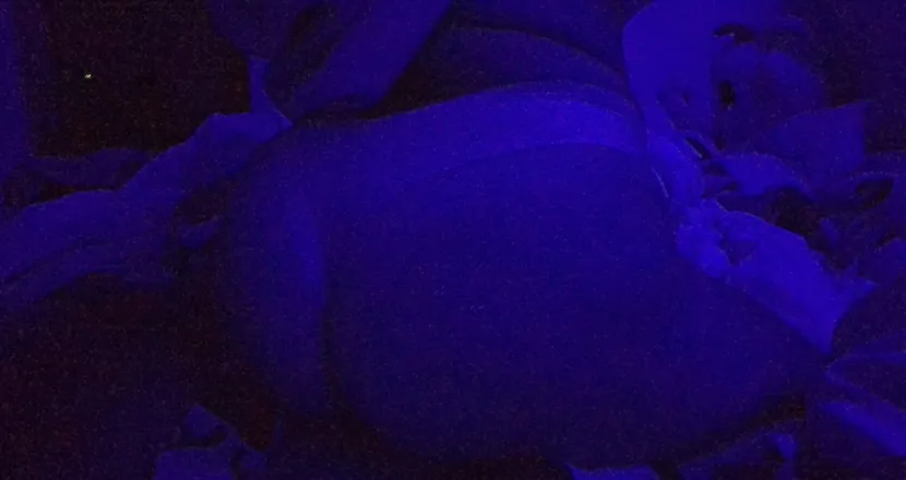 OnlyFans cuenta u52976079 header 2