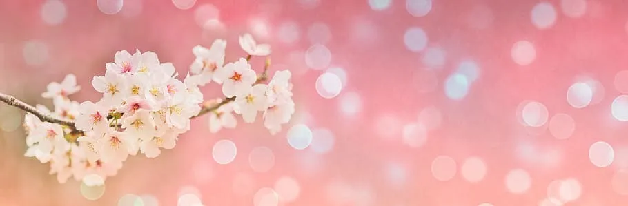 OnlyFans cuenta cherryblossomof header 2