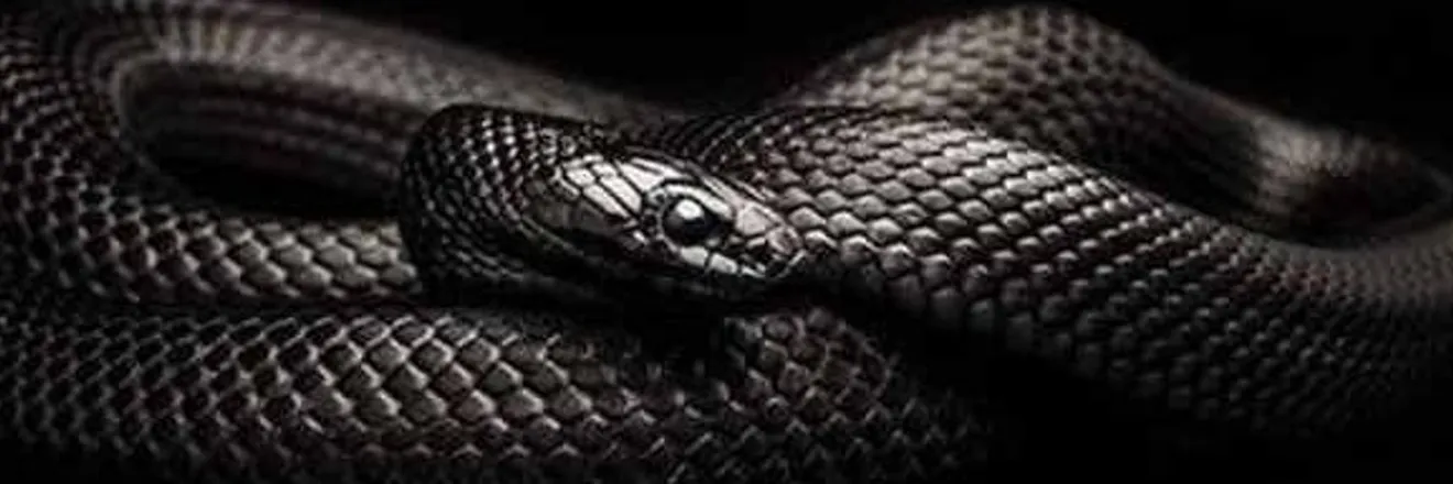 OnlyFans account  black_cobra01 header 2