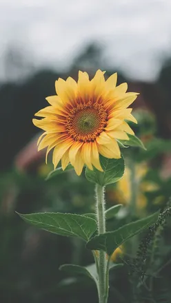 OnlyFans cuenta sunshine_3 header 2
