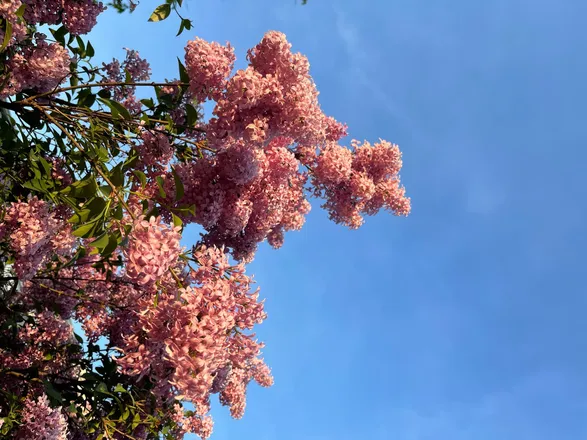 OnlyFans cuenta bloomcorewhore header 2