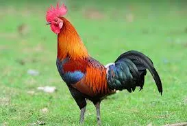 OnlyFans account  its_rooster header 1
