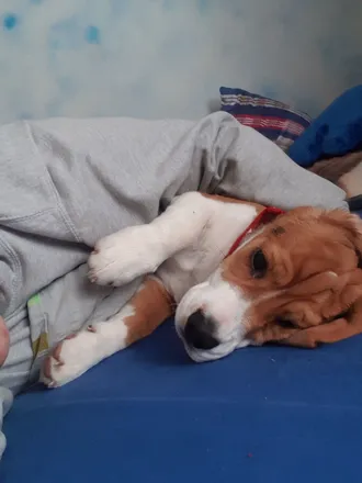 OnlyFans cuenta pumpkinthebeagleboy header 2