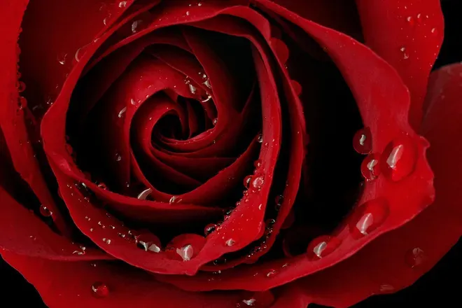 OnlyFans cuenta itslexirosebaby header 2