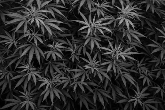 OnlyFans cuenta tatted-stoner header 2