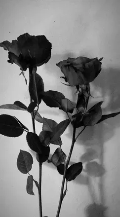 OnlyFans cuenta atomic.rose header 2