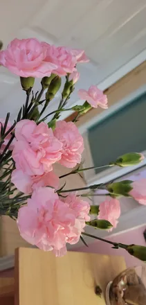 OnlyFans cuenta coconut95 header 2