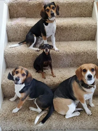 OnlyFans cuenta beagletrio header 2
