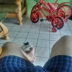 OnlyFans cuenta bearbulu1 avatar 1