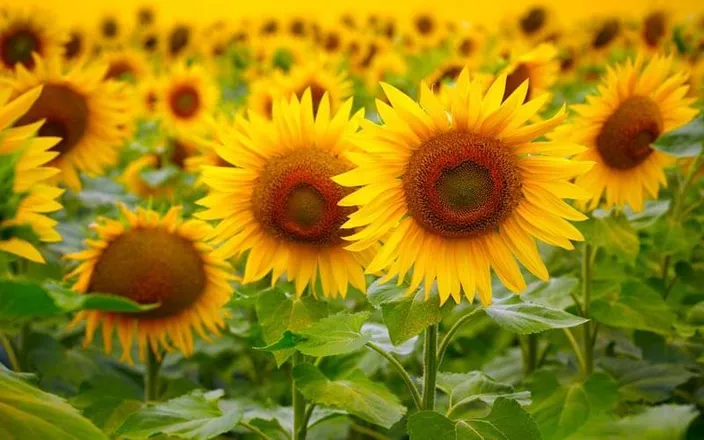 OnlyFans cuenta sunflowerr.93 header 2