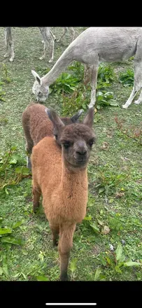 OnlyFans cuenta onlyalpacaalfie avatar 1