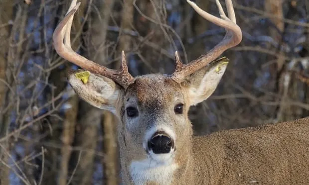 OnlyFans account  deerstuff header 2