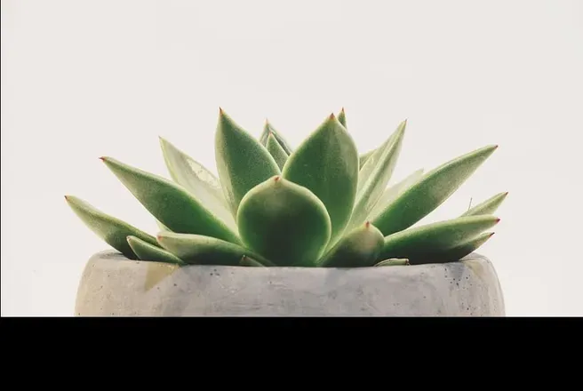 OnlyFans cuenta cupcakesucculent header 2