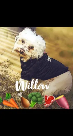 OnlyFans cuenta willowzdogfood header 2