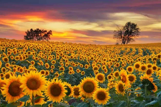 OnlyFans cuenta bubblysunflower69 header 2