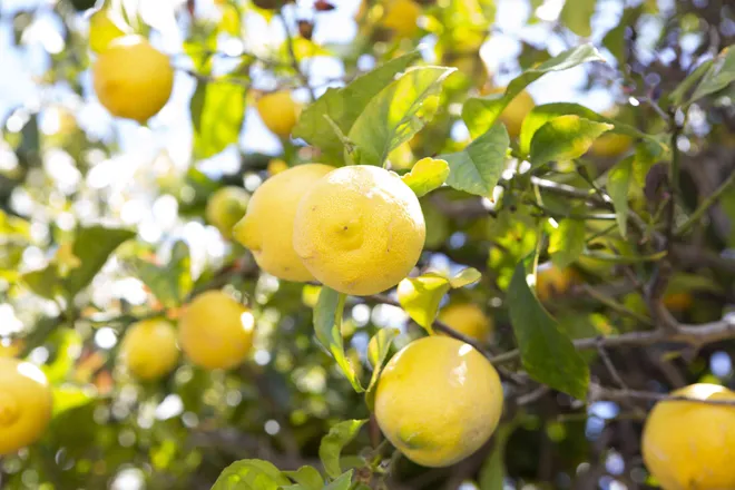 OnlyFans cuenta lemon.g1rl header 2