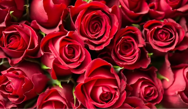 OnlyFans cuenta mrsqueensquirrel header 2