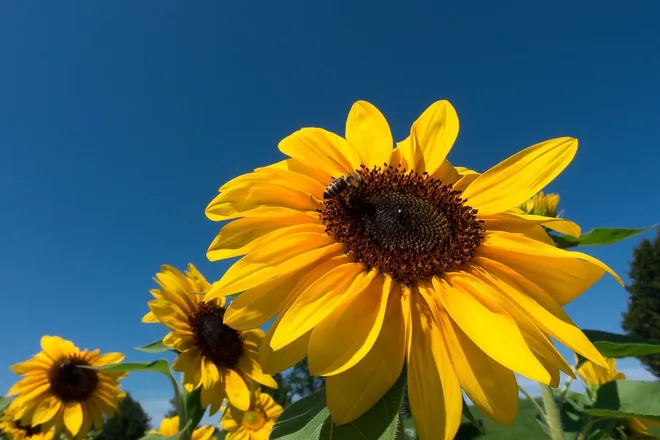 OnlyFans cuenta sunny_dazeee header 2