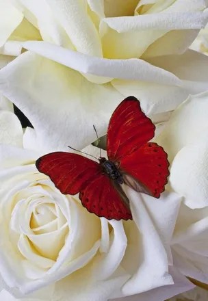 OnlyFans cuenta butterflygirl21 header 2