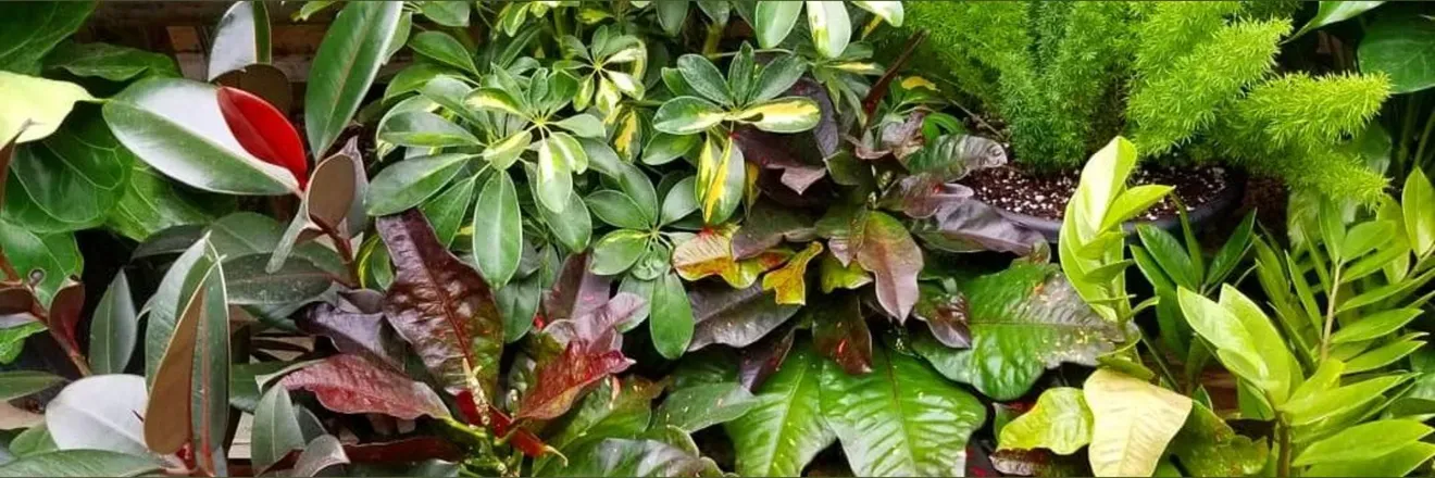OnlyFans cuenta nakedplantlady header 2