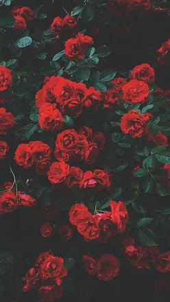 OnlyFans cuenta maidenmoon header 2